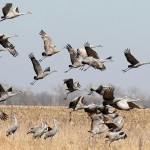 使いやすい長靴、バードウォッチング長靴(日本野鳥の会)