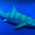 サメによる事故を防ぐための、サメ避け用のバンド、シャークバンズ。