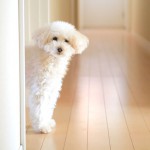 犬ちゃんのためのフローリング コーティング剤。