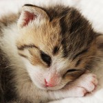 犬の毛、猫の毛用の掃除道具、ketori