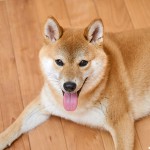 Furbo おやつが飛び出すドッグカメラ