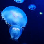 スプラッシュライト(鈴木ラテックス)