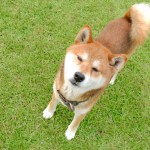 わんわん貯金箱(デビカ)