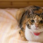 おしゃべり温湿度計にゃんこ計 ミケネコ(ハシートップイン)