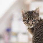 自動給餌器トゥットゥルー