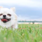 カールソン ポータブルペットペン(オーエフティー)